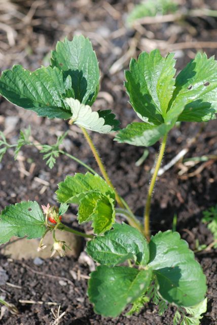 strawberry-plant