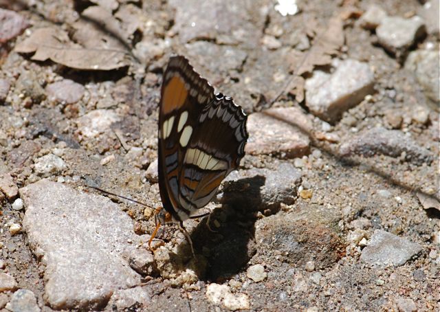 california-sister-puddling-2
