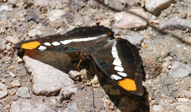 california-sister-puddling