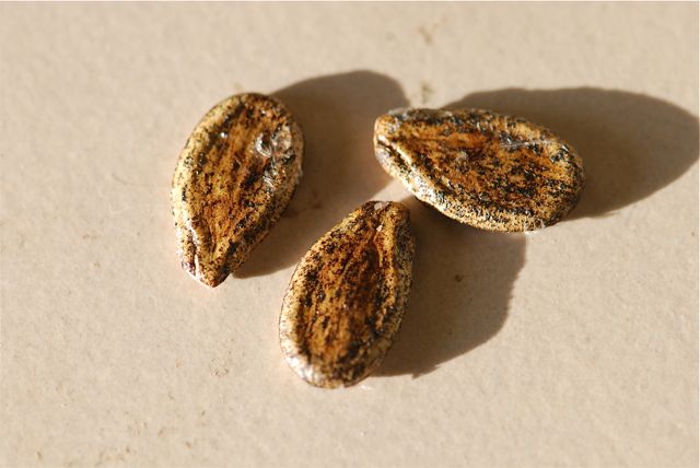 mystery-seed-37 mystery-seed-37