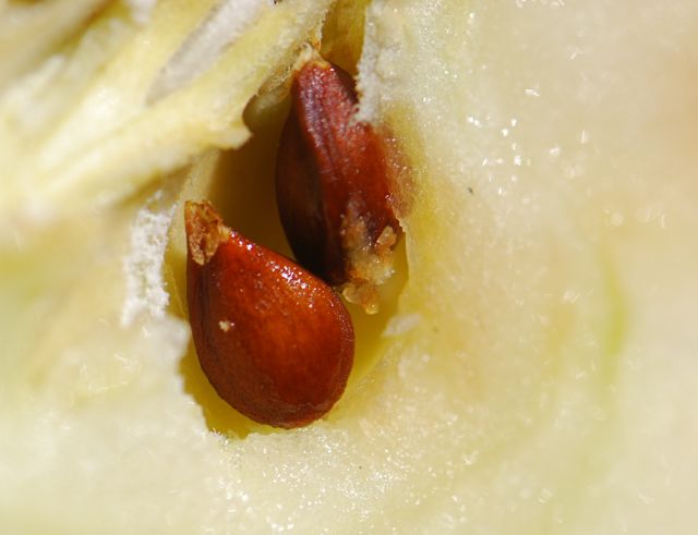 mystery-seed-38