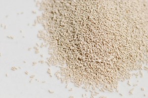 yeast
