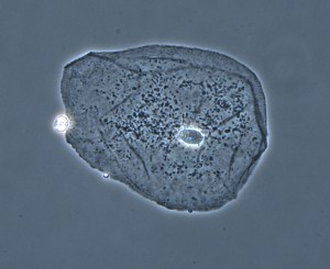cheek-cell