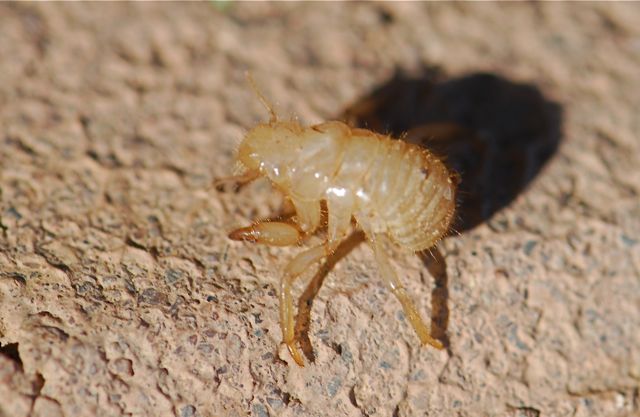 cicada larvae