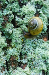 snail