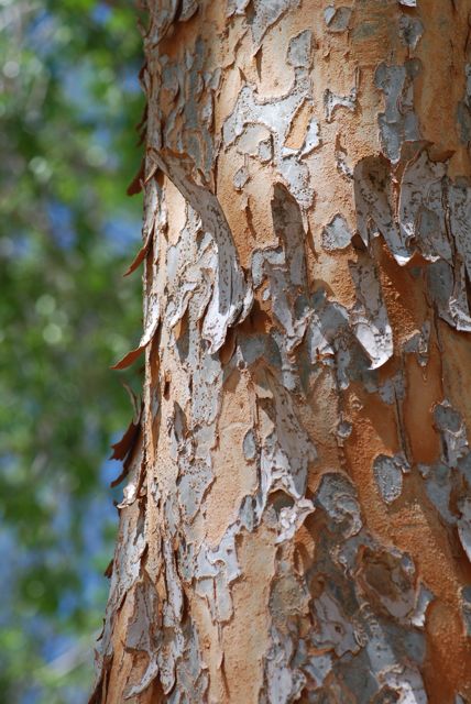 red elm tree bark. of the Chinese elm tree is