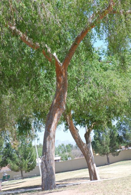 american elm tree bark. of the Chinese elm tree is