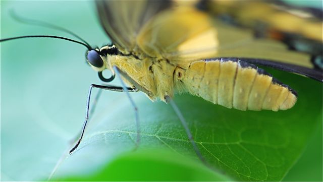 Butterfly Mouthpart