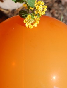 balloon