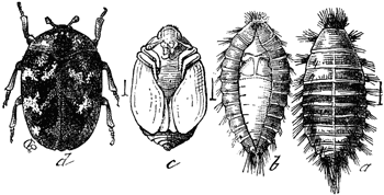 carpetbeetle_md