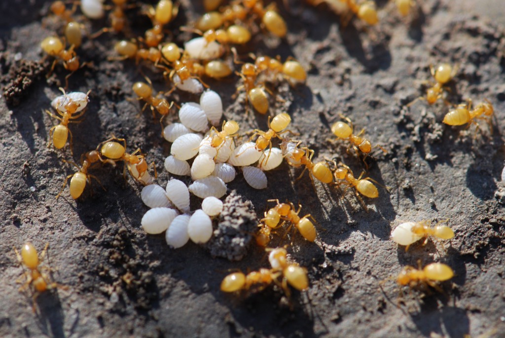 2011-ants