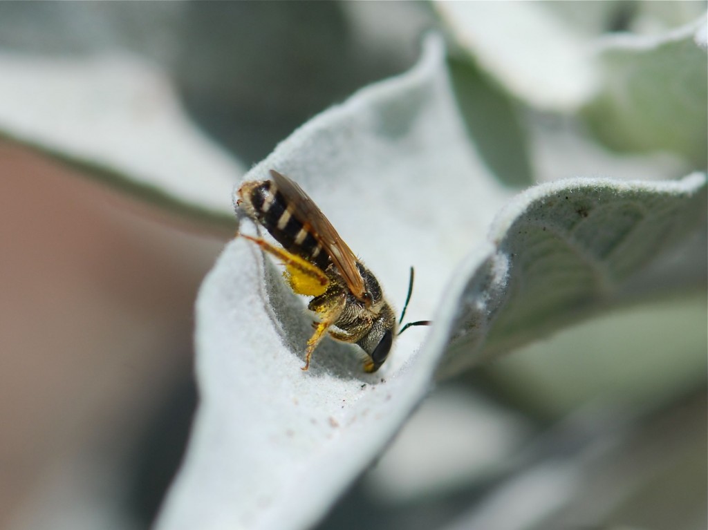 2011-digger-bee