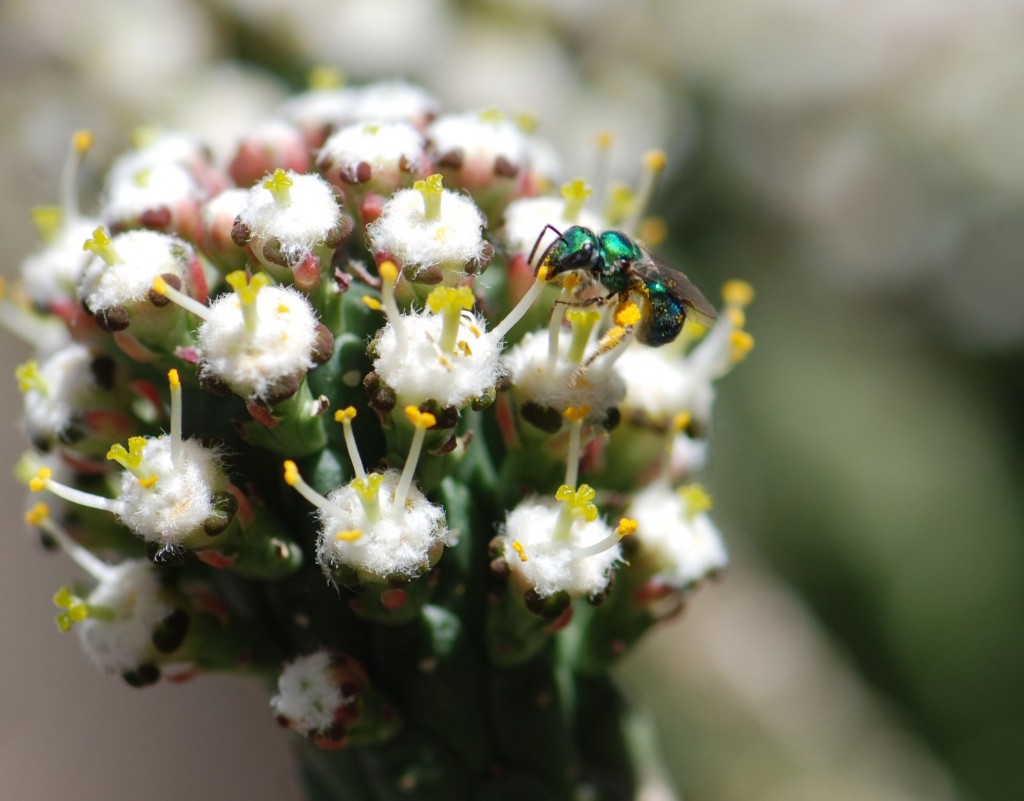 2011-jewel-bee