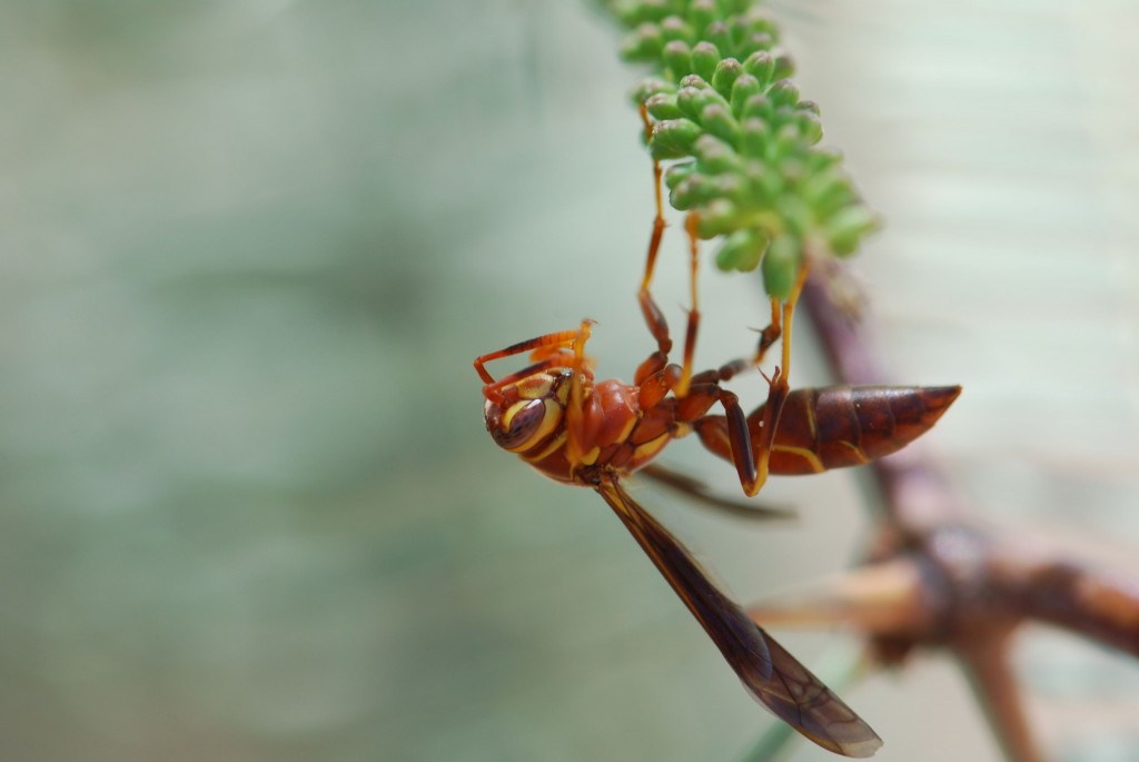 2011-paper-wasp