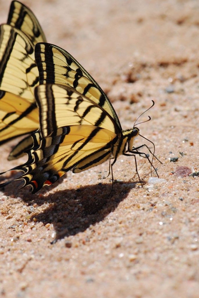 2011-swallowtail