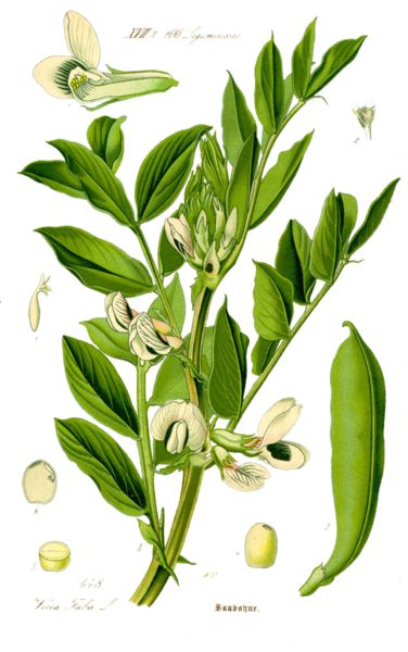 Fava-Vicia_faba1