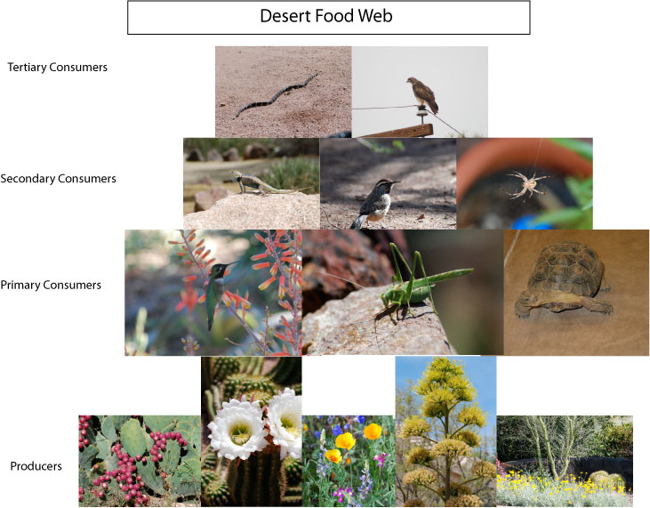 desert ecosystem food web