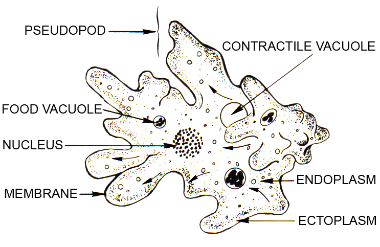 protista amoeba