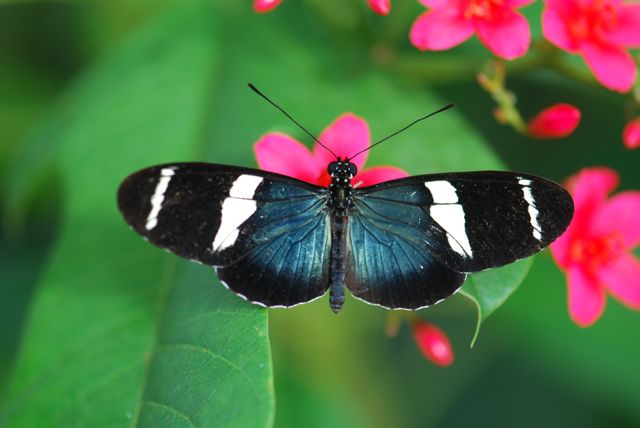 Butterfly Identification for Beginners \u2013 Growing With Science Blog