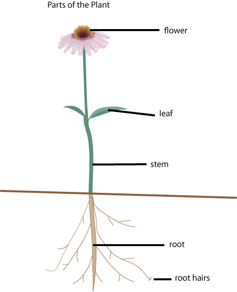 What is a flower stem called?