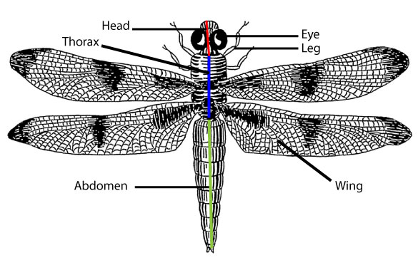 How many legs does a dragonfly have?