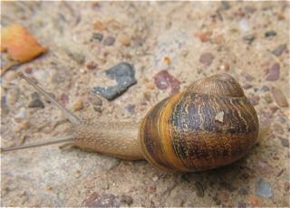 snail