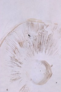 mushprint2