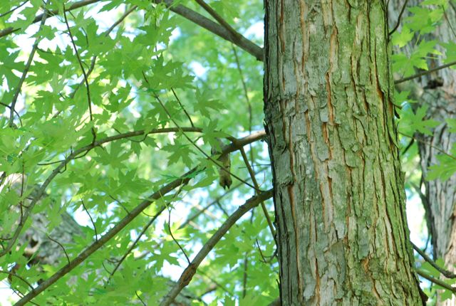 Seed Of The Week Silver Maple Growing With Science Blog