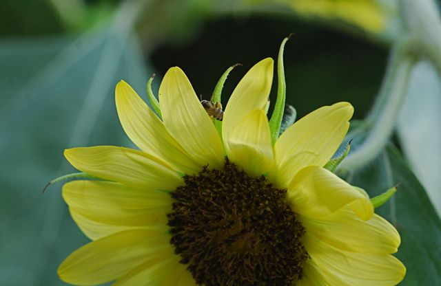sunflower-bee1 sunflower-bee1