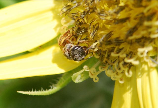 sunflower-bee2 sunflower-bee2