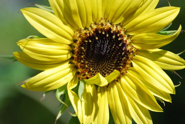 sunflower12 sunflower12
