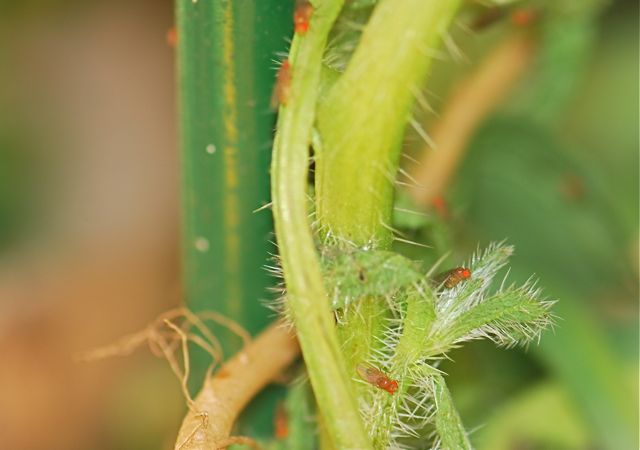 flies in houseplant compost