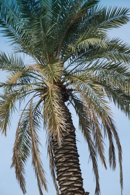 Seed of the Week: Date Palm – Growing With Science Blog