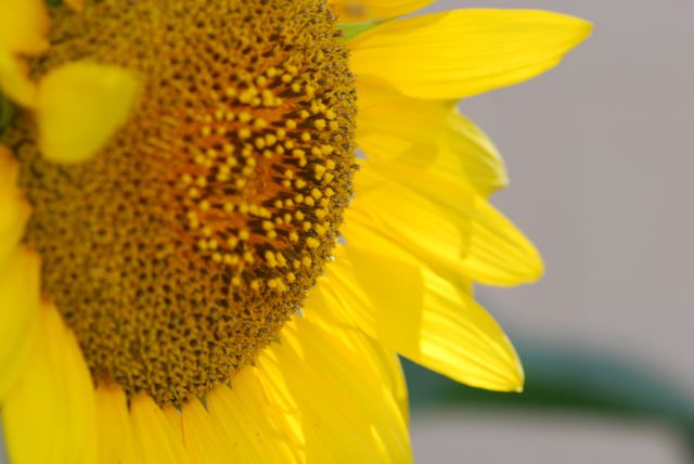 sunflower-close-up sunflower-close-up