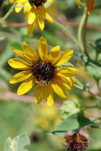 sunflower-honeybee sunflower-honeybee