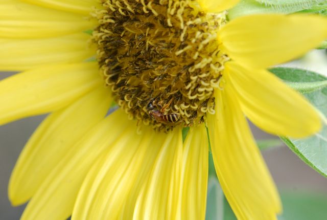 sunflower-lemon-drop sunflower-lemon-drop