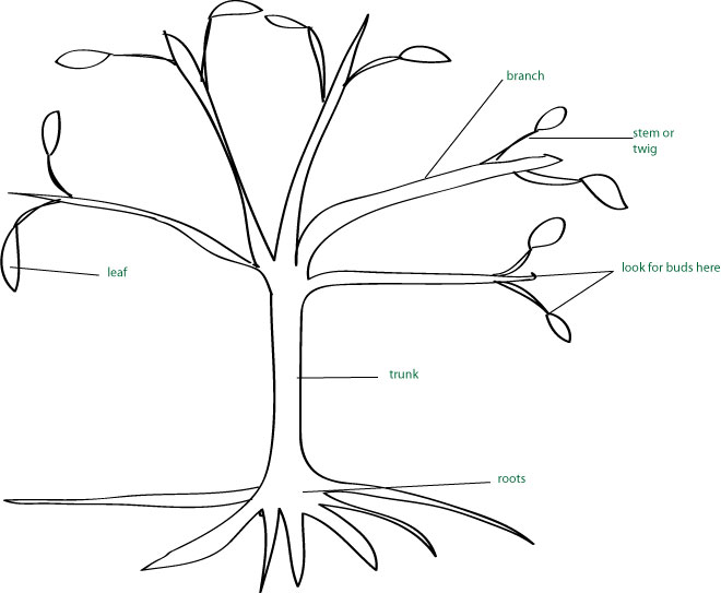 Tree Science for Children – Growing With Science Blog