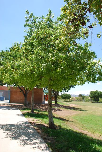 Seed Of The Week Bottle Trees Growing With Science Blog Bottle Tree 2