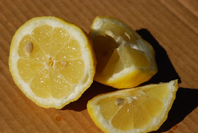 Seed Of The Week Lemon Tree Growing With Science Blog