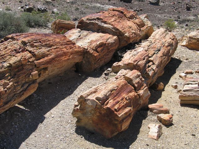 How long does it take for wood to become petrified Weekend Science Fun Petrified Wood Growing With Science Blog