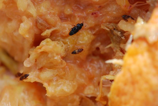 Bug of the Week: Sap Beetles – Growing With Science Blog