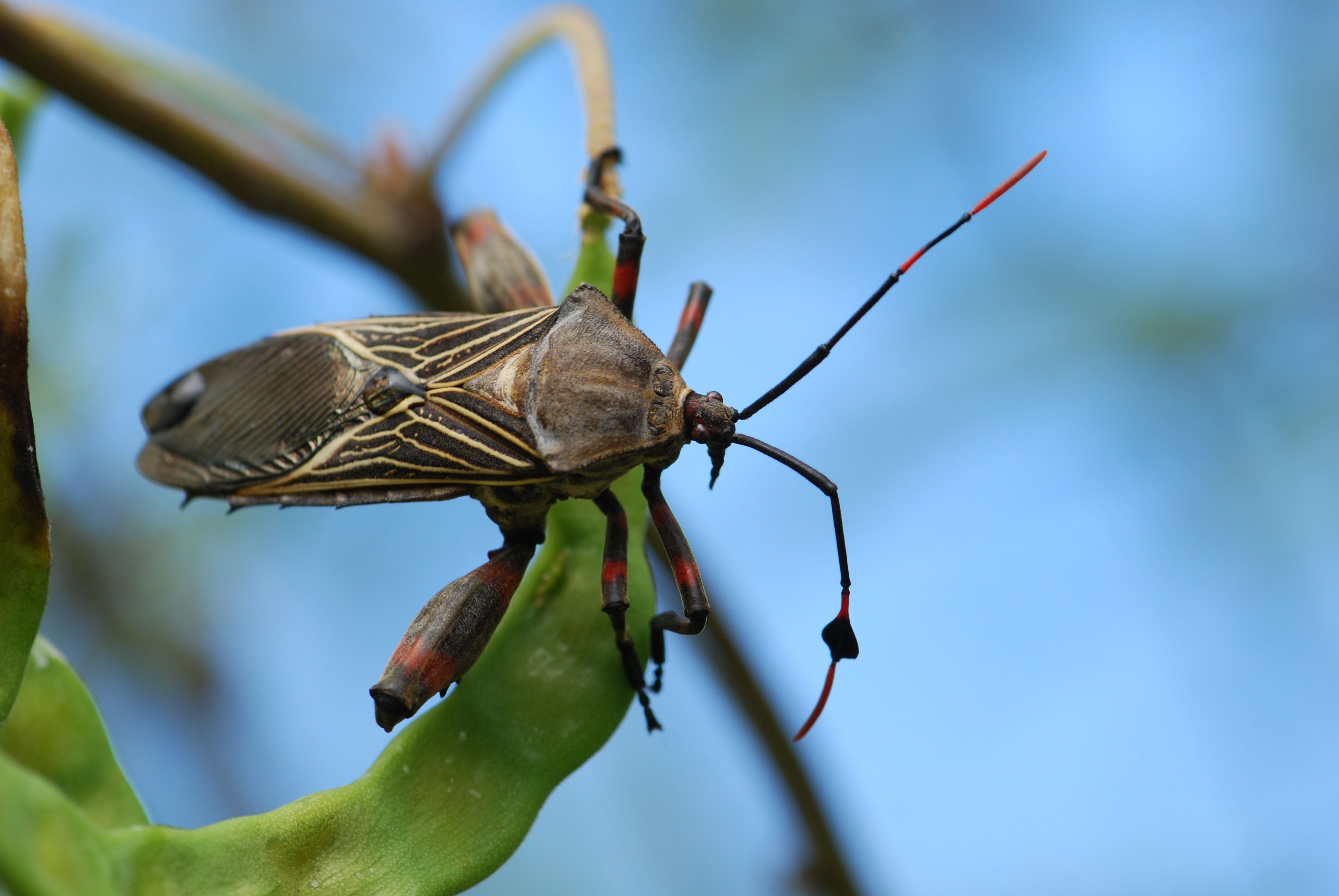 Bug of the Week: Favorite Insect Photos From 2011 – Growing With ...