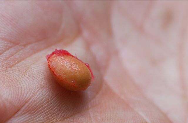 Seed Of The Week Cherries Growing With Science Blog