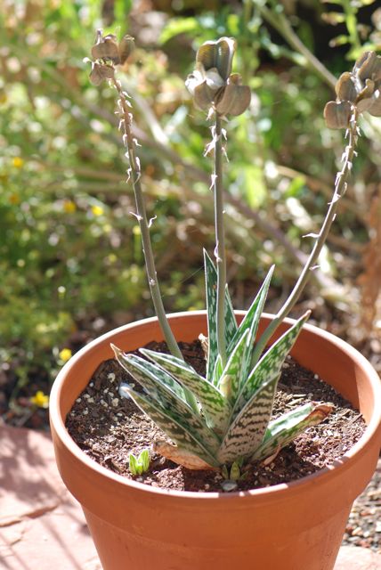 Seed Of The Week Aloe Growing With Science Blog