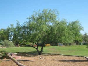 Seed of the Week: Honey Mesquite – Growing With Science Blog