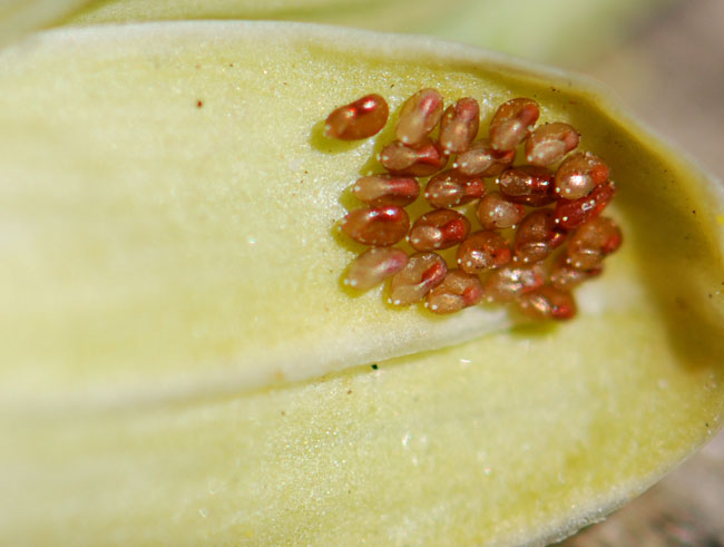 milkweed-bug-eggs-222-g – Growing With Science Blog