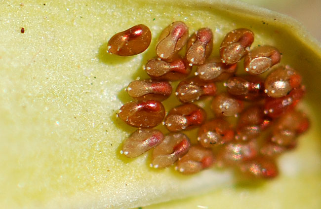 milkweed-bug-eggs-also-g – Growing With Science Blog