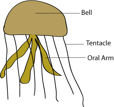 Parts Of A Jellyfish Diagram