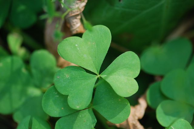 Seed of the Week: Yellow Wood Sorrel – Growing With Science Blog