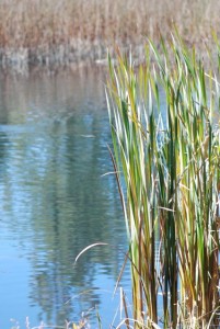 cattails-36